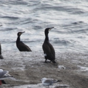 Phalacrocorax carbo at Undefined, NSW - 19 Mar 2019