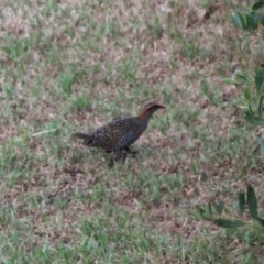 Gallirallus philippensis (Buff-banded Rail) at Barunguba (Montague) Island - 19 Mar 2019 by HarveyPerkins