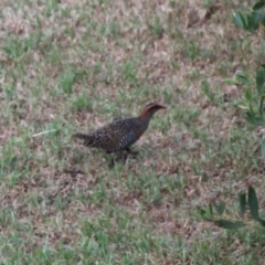 Gallirallus philippensis (Buff-banded Rail) at Undefined, NSW - 19 Mar 2019 by HarveyPerkins