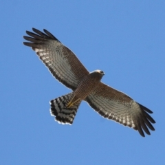 Circus assimilis (Spotted Harrier) at Undefined, NSW - 21 Mar 2019 by HarveyPerkins