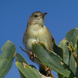 Cisticola exilis at Undefined, NSW - 23 Mar 2019