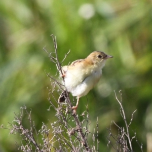 Cisticola exilis at Undefined, NSW - 23 Mar 2019