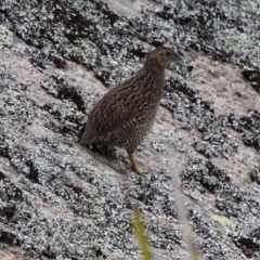 Synoicus ypsilophorus (Brown Quail) at Undefined, NSW - 23 Mar 2019 by HarveyPerkins
