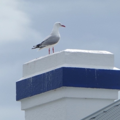 Chroicocephalus novaehollandiae (Silver Gull) at Barunguba (Montague) Island - 24 Mar 2019 by HarveyPerkins