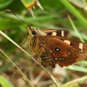 Trapezites symmomus at Guerilla Bay, NSW - 18 Apr 2019 12:40 PM