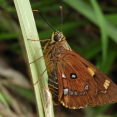 Trapezites symmomus at Guerilla Bay, NSW - 18 Apr 2019