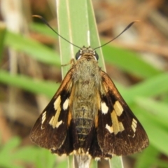 Trapezites symmomus at Guerilla Bay, NSW - 18 Apr 2019