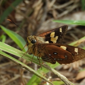 Trapezites symmomus at Guerilla Bay, NSW - 18 Apr 2019 12:40 PM