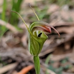 Diplodium atrans (Dark-tip greenhood) at Wyanbene, NSW - 22 Apr 2019 by MattM