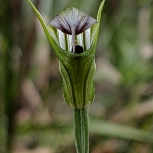 Diplodium atrans at Wyanbene, NSW - 22 Apr 2019