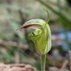 Diplodium atrans at Wyanbene, NSW - 22 Apr 2019