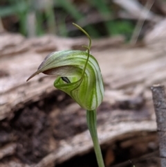 Diplodium atrans at Wyanbene, NSW - suppressed