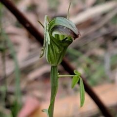 Diplodium atrans at Wyanbene, NSW - 22 Apr 2019