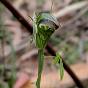 Diplodium atrans at Wyanbene, NSW - 22 Apr 2019