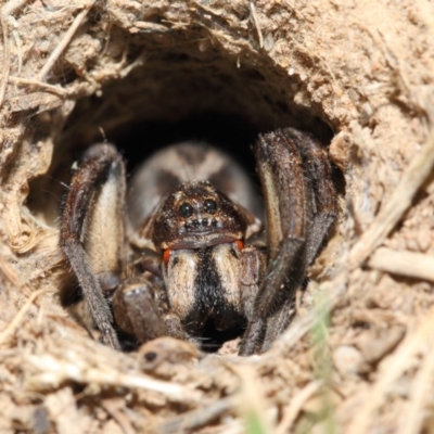 Tasmanicosa sp. (genus) (Unidentified Tasmanicosa wolf spider) at Evatt, ACT - 4 Oct 2017 by TimL
