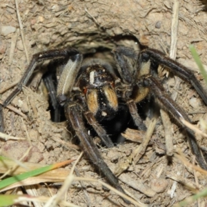 Tasmanicosa sp. (genus) at Evatt, ACT - 5 Oct 2017 09:58 AM