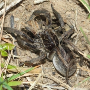 Tasmanicosa sp. (genus) at Evatt, ACT - 5 Oct 2017 09:58 AM