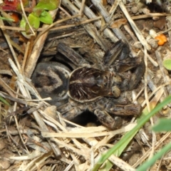 Tasmanicosa sp. (genus) at Evatt, ACT - 5 Oct 2017 09:58 AM