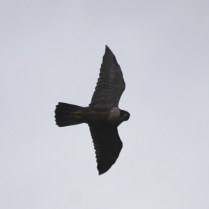 Falco peregrinus at Narooma, NSW - 25 Mar 2019 09:55 AM