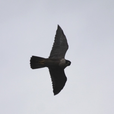 Falco peregrinus (Peregrine Falcon) at Barunguba (Montague) Island - 24 Mar 2019 by HarveyPerkins