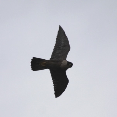 Falco peregrinus (Peregrine Falcon) at Barunguba (Montague) Island - 25 Mar 2019 by HarveyPerkins