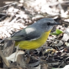 Eopsaltria australis (Eastern Yellow Robin) at Acton, ACT - 18 Apr 2019 by AlisonMilton