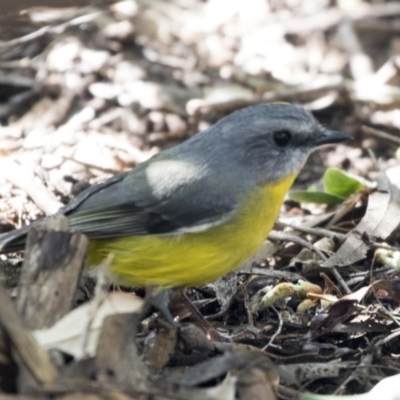Eopsaltria australis (Eastern Yellow Robin) at ANBG - 18 Apr 2019 by Alison Milton