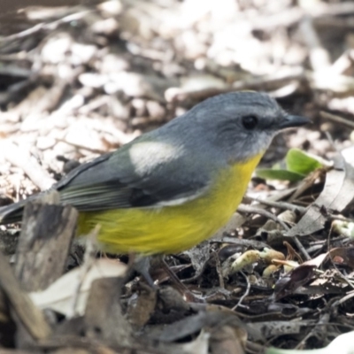 Eopsaltria australis (Eastern Yellow Robin) at Acton, ACT - 18 Apr 2019 by AlisonMilton