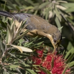 Acanthorhynchus tenuirostris (Eastern Spinebill) at Acton, ACT - 18 Apr 2019 by AlisonMilton