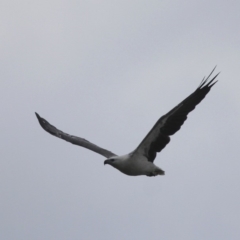 Haliaeetus leucogaster (White-bellied Sea-Eagle) at Barunguba (Montague) Island - 24 Mar 2019 by HarveyPerkins