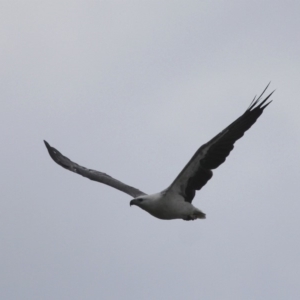 Haliaeetus leucogaster at Undefined, NSW - 25 Mar 2019 10:37 AM