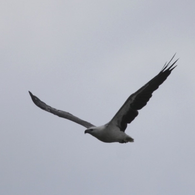 Haliaeetus leucogaster (White-bellied Sea-Eagle) at Barunguba (Montague) Island - 25 Mar 2019 by HarveyPerkins