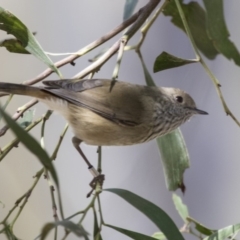 Acanthiza pusilla (Brown Thornbill) at ANBG - 18 Apr 2019 by Alison Milton