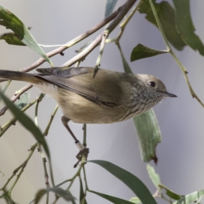 Acanthiza pusilla (Brown Thornbill) at Acton, ACT - 18 Apr 2019 by Alison Milton