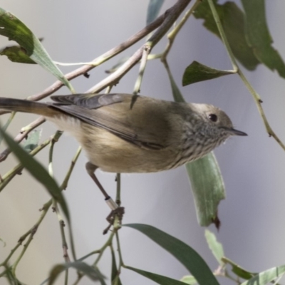 Acanthiza pusilla (Brown Thornbill) at Acton, ACT - 18 Apr 2019 by AlisonMilton