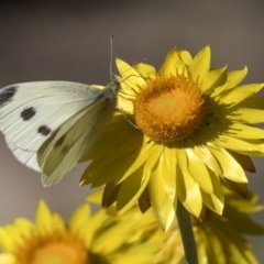 Pieris rapae (Cabbage White) at Acton, ACT - 18 Apr 2019 by AlisonMilton