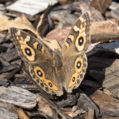 Junonia villida (Meadow Argus) at ANBG - 18 Apr 2019 by AlisonMilton