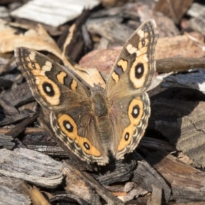 Junonia villida at Acton, ACT - 18 Apr 2019 10:56 AM