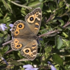 Junonia villida at Acton, ACT - 18 Apr 2019 10:56 AM