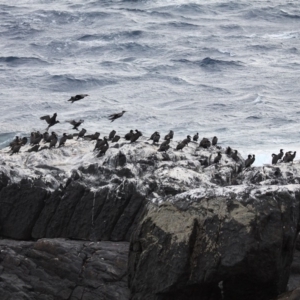 Phalacrocorax carbo at Undefined, NSW - 25 Mar 2019 11:36 AM