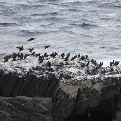 Phalacrocorax carbo (Great Cormorant) at Barunguba (Montague) Island - 25 Mar 2019 by HarveyPerkins