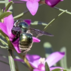 Xylocopa (Lestis) aerata (Golden-Green Carpenter Bee) at ANBG - 18 Apr 2019 by AlisonMilton