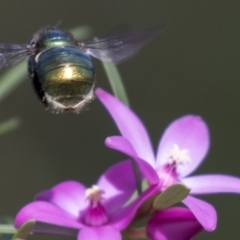 Xylocopa (Lestis) aerata at Acton, ACT - 18 Apr 2019