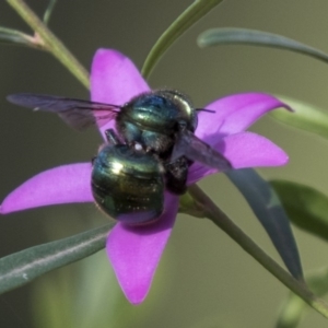 Xylocopa (Lestis) aerata at Acton, ACT - 18 Apr 2019 01:53 PM