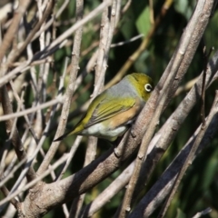 Zosterops lateralis (Silvereye) at Barunguba (Montague) Island - 26 Mar 2019 by HarveyPerkins