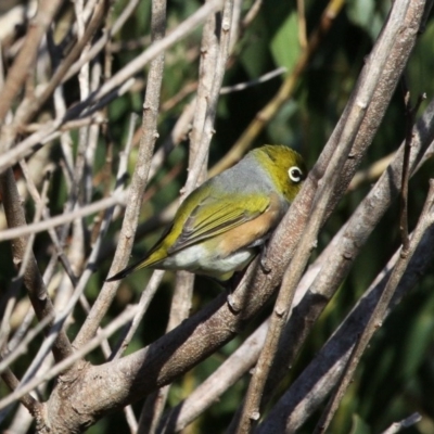 Zosterops lateralis (Silvereye) at Barunguba (Montague) Island - 25 Mar 2019 by HarveyPerkins