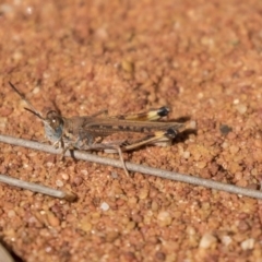 Urnisa guttulosa (Common Urnisa) at Hackett, ACT - 18 Apr 2019 by AlisonMilton