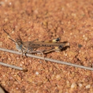 Urnisa guttulosa at Hackett, ACT - 18 Apr 2019 10:12 AM