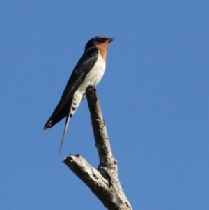 Hirundo neoxena at Undefined, NSW - 26 Mar 2019 10:28 AM