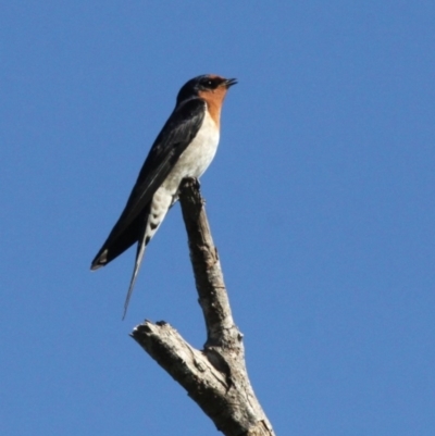 Hirundo neoxena (Welcome Swallow) at Barunguba (Montague) Island - 26 Mar 2019 by HarveyPerkins